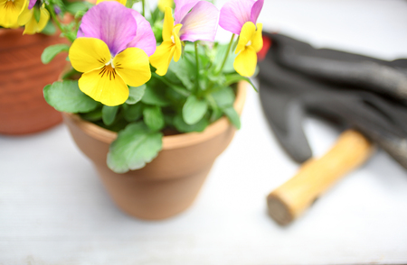violas in the flower potの写真素材