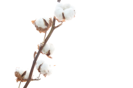 raw cotton in a white backgroundの写真素材