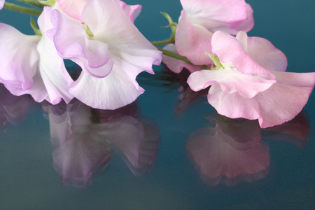 sweet pea on the glass boardの写真素材