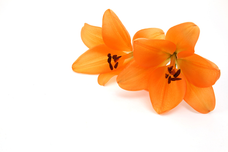 flower head of lily in a white backgroundの写真素材