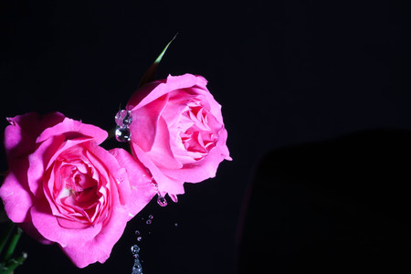 roses and watre drop in a black backgroundの写真素材