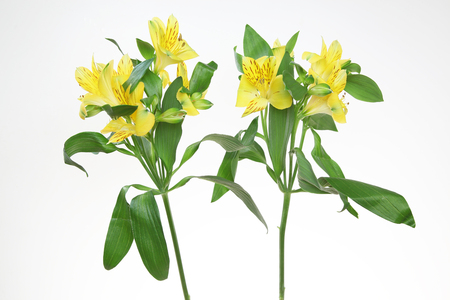 alstroemeria in a white backgroundの写真素材