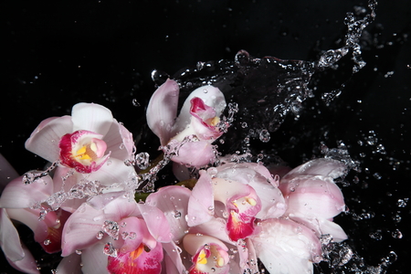 Cymbidium and water splashingの写真素材