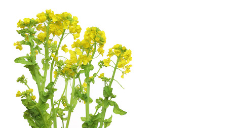 canola flowers in a white backgroundの写真素材