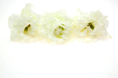 flower head of Eustoma in a white backgroundの写真素材