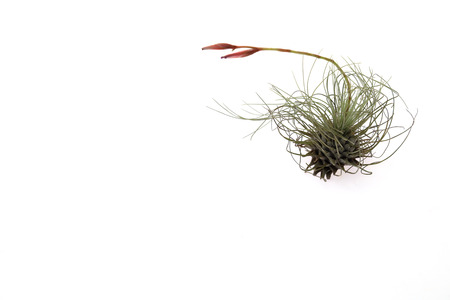 air plant in a white backgroundの写真素材