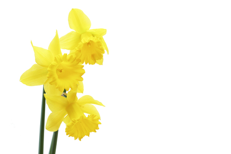 daffodilas in a white backgroundの写真素材