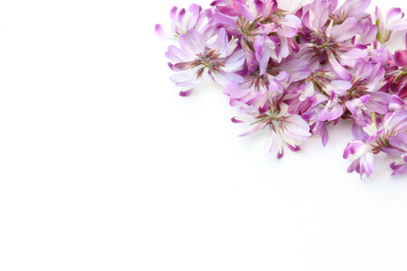 Chinese milks grows in a white backgroundの写真素材