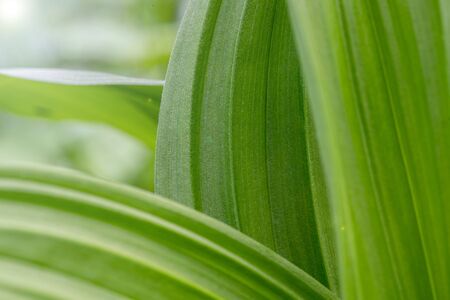 Close-up picture of leaf fills in a whole screen.の写真素材