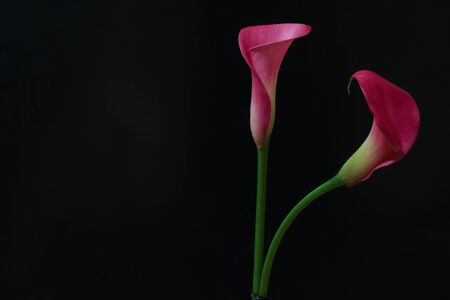 calla in a black backgroundの写真素材