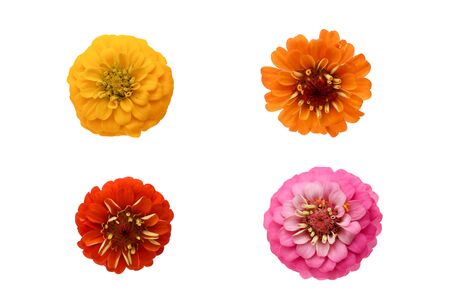 flower head of zinnia in a white backgroundの写真素材