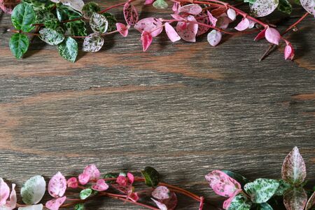 Background picture of trachelospermum asiaticum leaves.