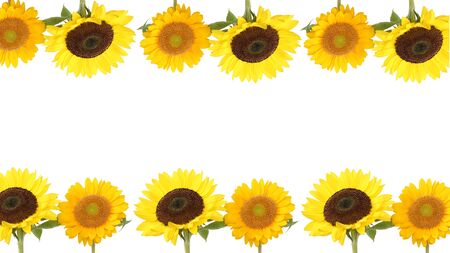 sunflower in a white backgroundの写真素材