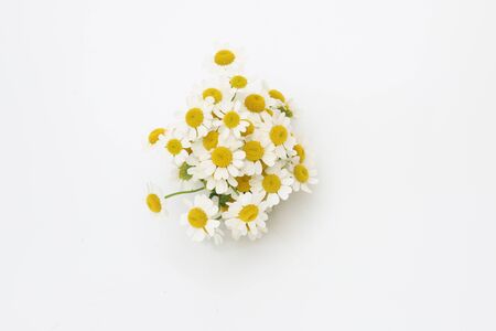 bouquet of Feverfew in a white backgroundの写真素材