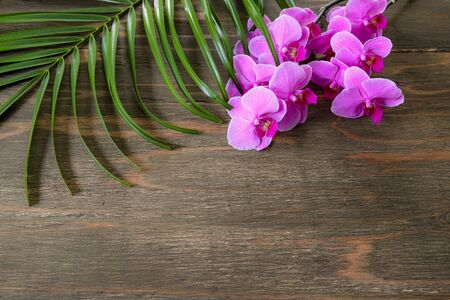 Orchid in a wooden backgroundの写真素材