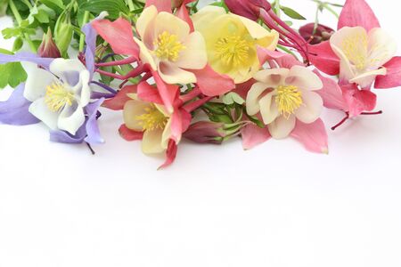 Columbines in a white backgroundの写真素材