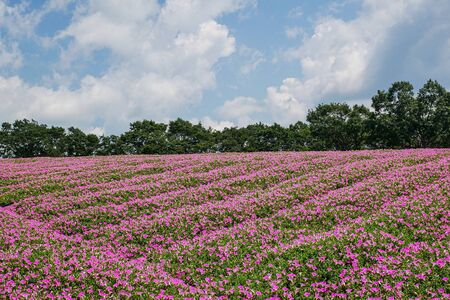 flower garden of petuniain in summmerの写真素材