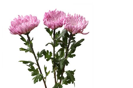 bouquet of chrysanthemum in a white backgroundの写真素材