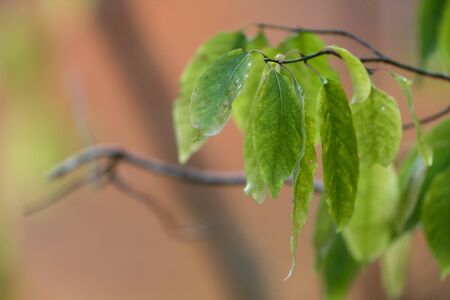 the leaves remaining on a tree branch in autmn