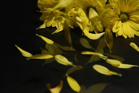 bouquet of chrysanthemum in a black backgroundの写真素材