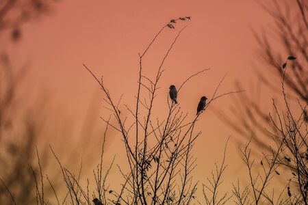 hawfinches in the morning glowの写真素材