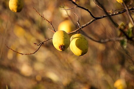 the chinese quinces tree bearing fruit