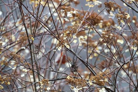 Wilted Climbing Hydrangea in Winter,Japan