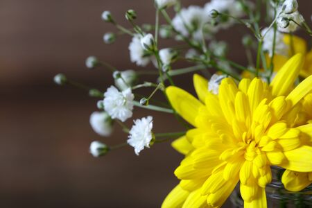 euryops daisy and gypsophila in the glass bottleの写真素材
