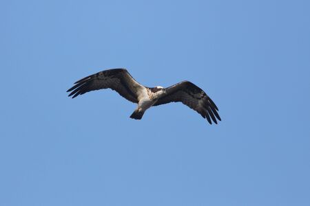 osprey in flying in the blue sky