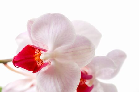 phalaenopsis orchid orchid in a white backgroundの写真素材
