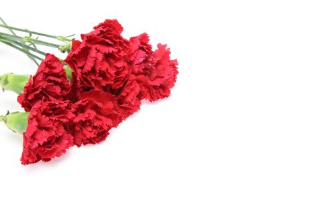 bouquet of carnation in a white backgroundの写真素材