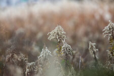 withered tall goldenrod in winter,Japan