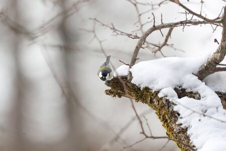 Japanese tit on a branch of treeの写真素材