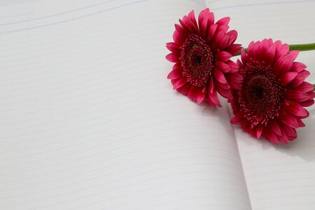 transvaal daisy on the notebookの写真素材