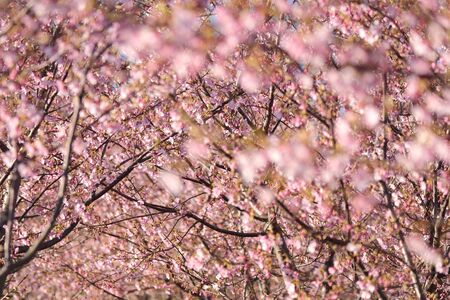 blossom of cherry tree in Japanの写真素材