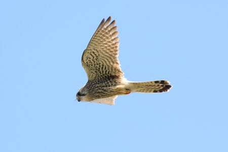 Common kestrel in hovering to hunt it's prey.の写真素材