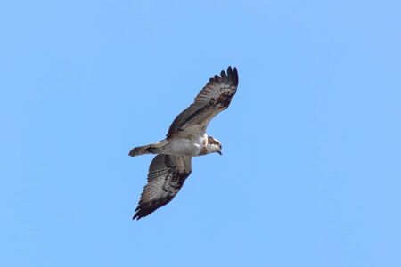 osprey in flying in the blue sky