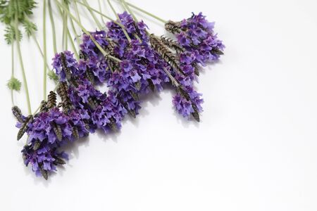 lavenders in a white backgroundの写真素材