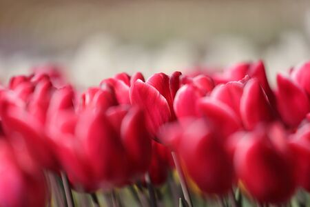 flower garden of tulips in Japan
