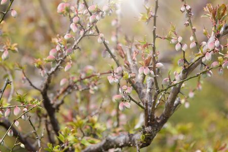 japanese apricot growing up in springtimeの写真素材