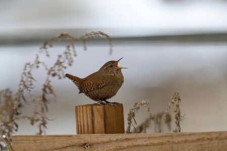 wren singing on the withered branchの写真素材