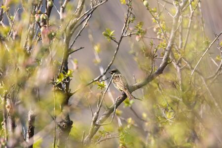 black-faced bunting on branch of Japanese apricot treeの写真素材
