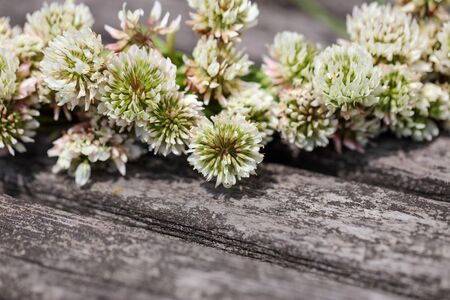 Corolla of white clover on the old wooden table.の写真素材