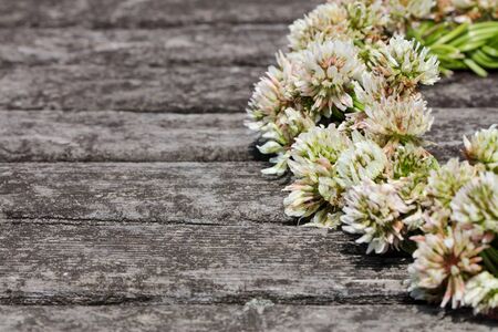 Corolla of white clover on the old wooden table.の写真素材