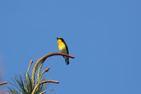 Narcissus Flycatcher on the branch of tree