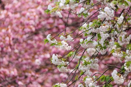 blossom of cherry tree in Japanの写真素材