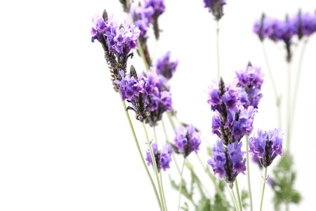 lavenders in a white backgroundの写真素材