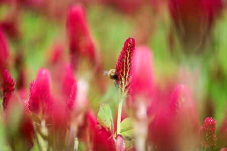 honey bee on the crimson cloverの写真素材