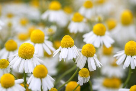 flower garden of chamomile in Japanの写真素材