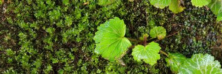 plants called Daimonjisou grows on dump rock